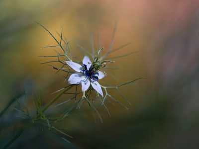 Vediamo l�aggraziato fiore della Nigella, con il suo colore pallido e la forma di una stella, immortalato sulla Murgia proprio dal coordinatore Fabrizio Cillo